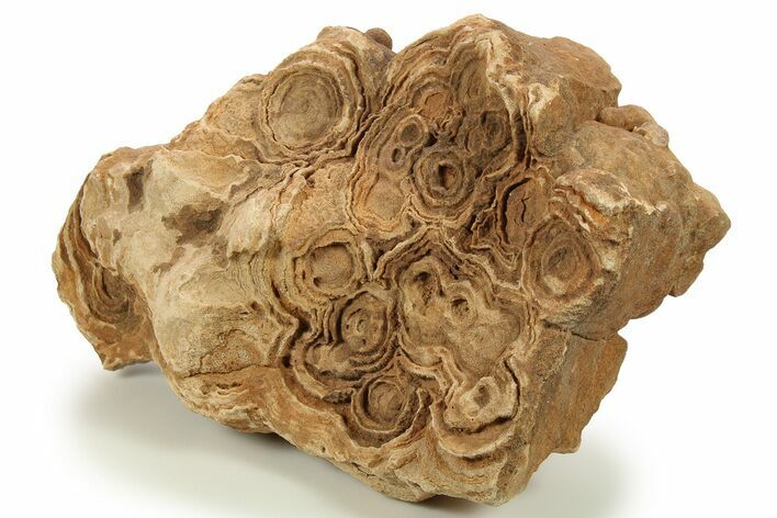 Flower-Like Sandstone Concretion - Pseudo Stromatolite #287067